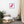 Load image into Gallery viewer, PATATES ÉPILÉES SPLASH P | Affiche encadrée