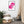 Load image into Gallery viewer, PATATES ÉPILÉES SPLASH P | Affiche encadrée