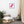 Load image into Gallery viewer, CRÈME LACÉE SPLASH P | Affiche Encadrée
