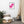Load image into Gallery viewer, CRÈME LACÉE SPLASH P | Affiche Encadrée
