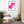 Load image into Gallery viewer, CRÈME LACÉE SPLASH P | Affiche Encadrée
